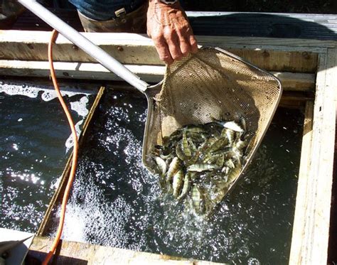 fish hatchery|Fish Hatchery, Baby Walleye, Perch, Blue Gills, Fingerlings, .